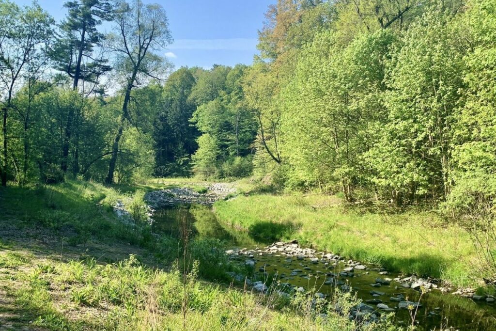 Hashem Ahmed Wilket Creek Trail